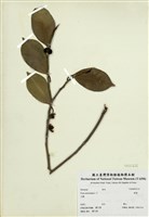 藏品(榕樹)的圖片